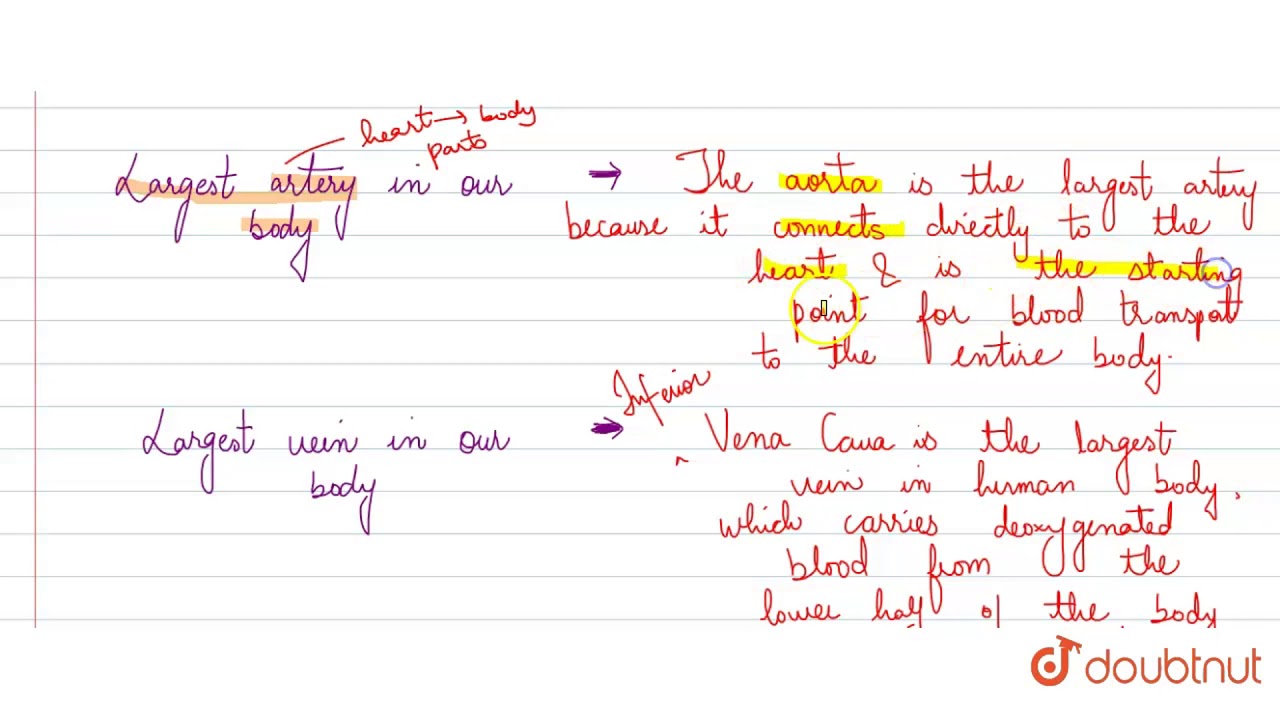 Name (I) Largest Artery, And (Ii) Largest Vein, In Our Body.