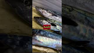 سمكة الغزال?(ابوسن)??❤️? fishing fish lebanon trending سمك لبناني صيد_سمك سمكة