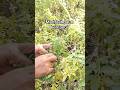 Daun kemangi dan Manfaatnya #vegetables #fruit #alam #manfaat