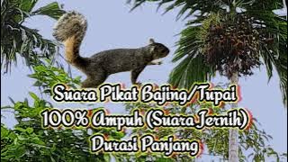 SUARA PIKAT BAJING/TUPAI DURASI PANJANG 100% AMPUH (SUARA JERNIH)