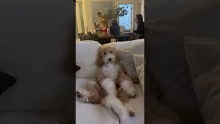 Funny Dog Sits Like Human Wagging Tail