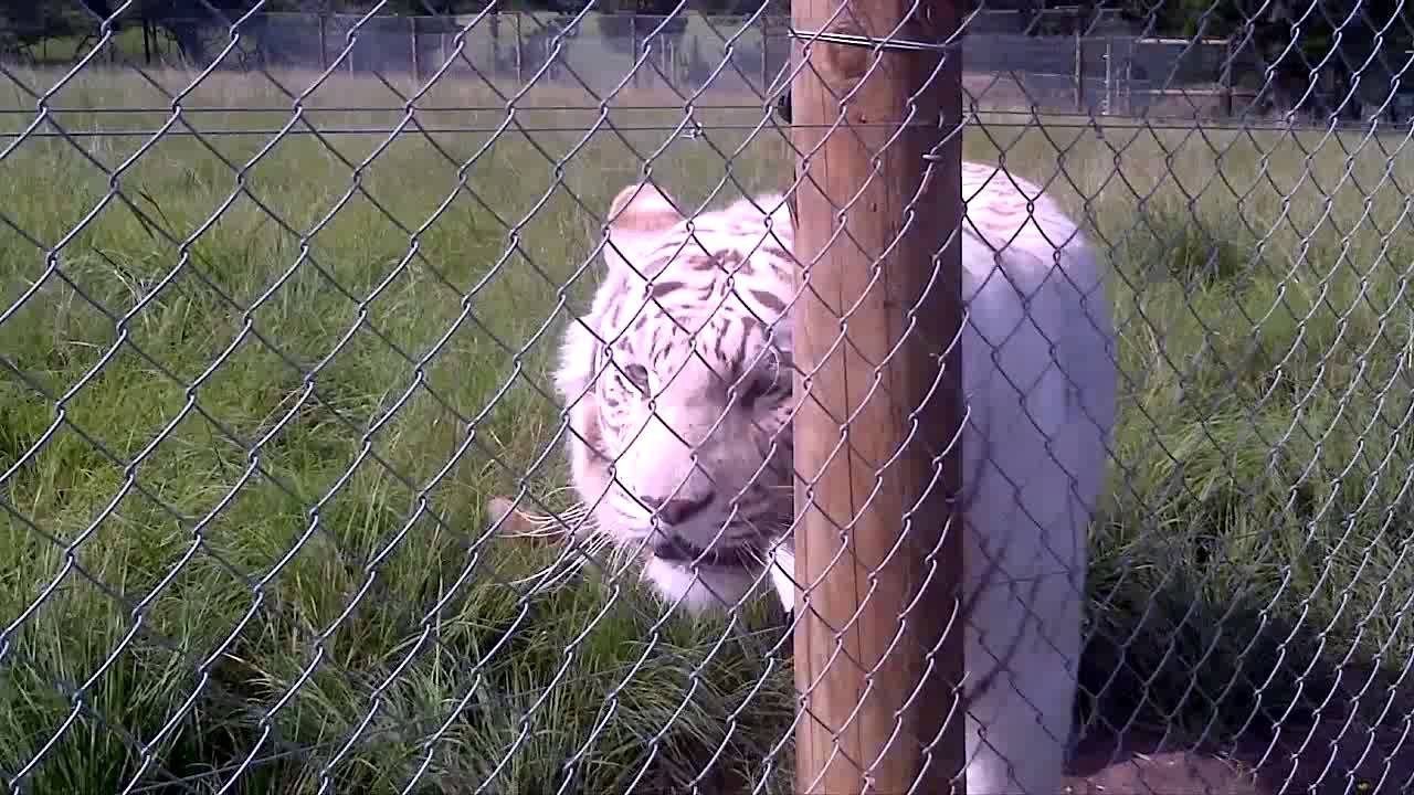Jukani wildlife sanctury guided walks Plettenberg bay close to Wave RockLodge