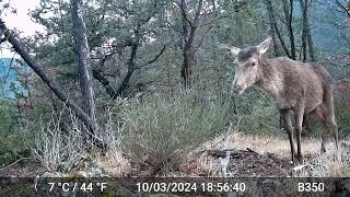 piège photo  une biche nous dit bonjour.