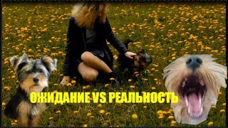 Ожидание VS Реальность ЗАВЕСТИ СОБАКУ Ожидание VS Реальность ЗАВЕСТИ СОБАКУ