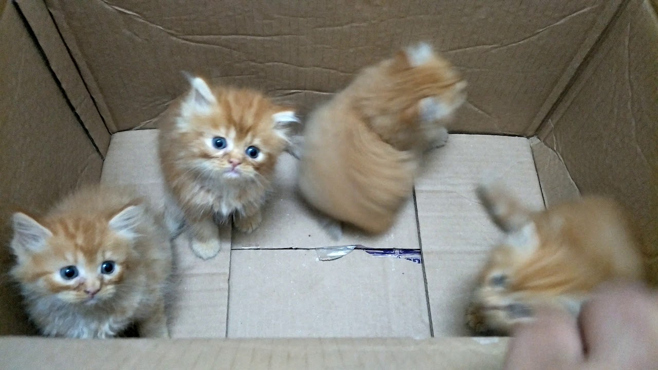Si oyen - YouTube