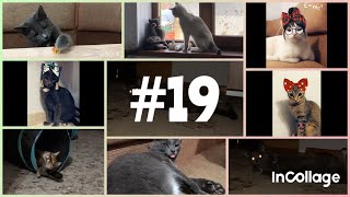 #19 Я ржал целый час/ милые котами/ Смешные кошки/ Приколы с кошками и котами/ смешные видео