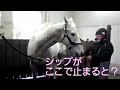 シップが立ち止まると？　2019年3月12日