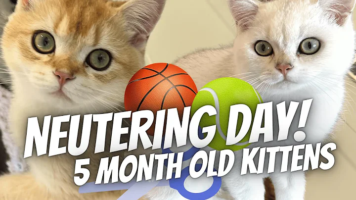 Watch the video about Neutering Day! 5 Month Old Kittens' Big Day! Hunter & Shiro (British Shorthair Brothers) Cat Neuter