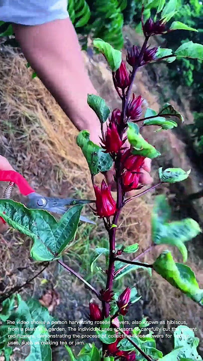 Harvesting Roselle: Picking Fresh Hibiscus Flowers in the Garden