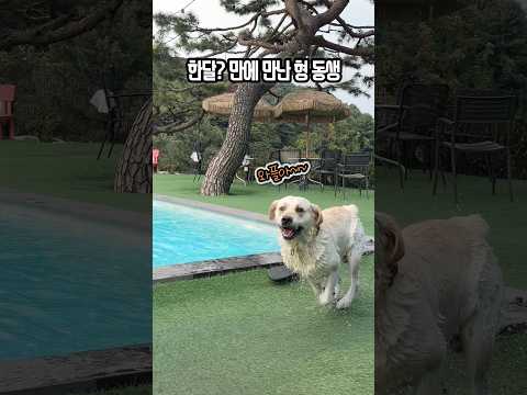 그렇게 방갑다고?!?! 한 달 만에 만난 형동생🐶🐶 #동배 #형제견
