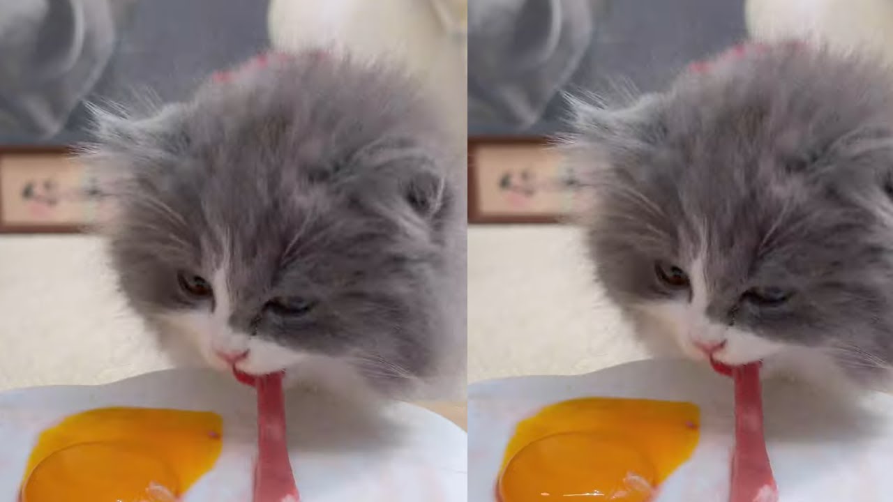 cat eat meatslices 🥩🥚🍳|cat eating sliced meat 🐓| ASMR cat mukbang 