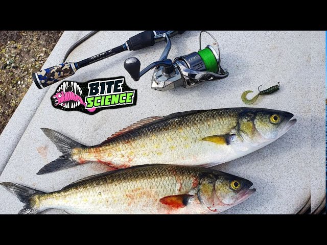BITE SCIENCE - New AFFORDABLE Soft Plastics that CATCH Fish 