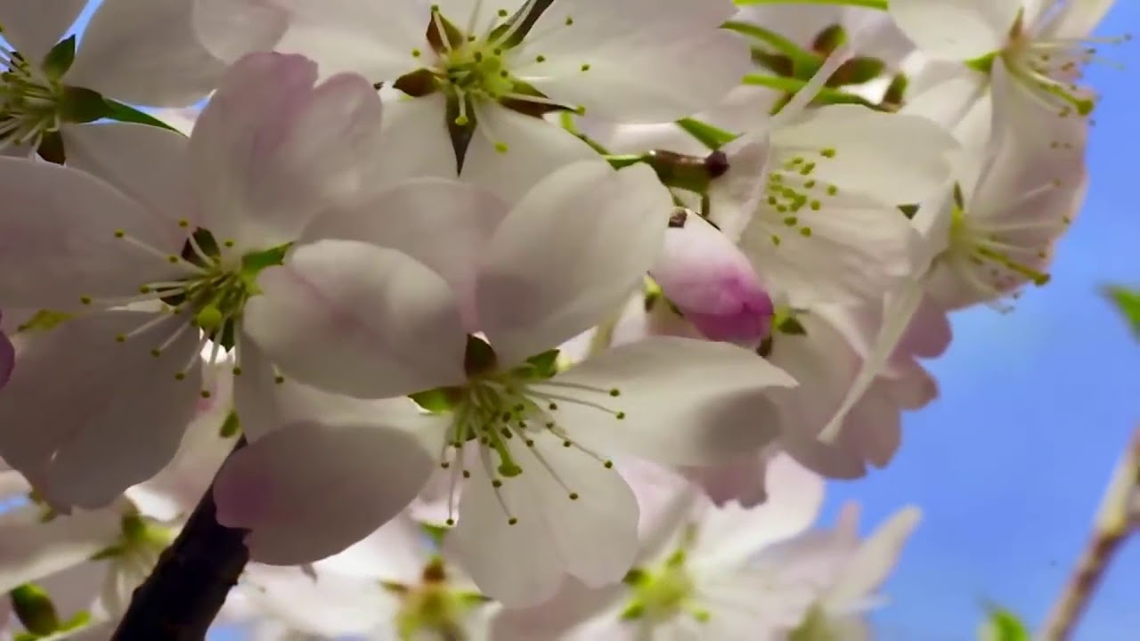 Vapor - The Liturgists