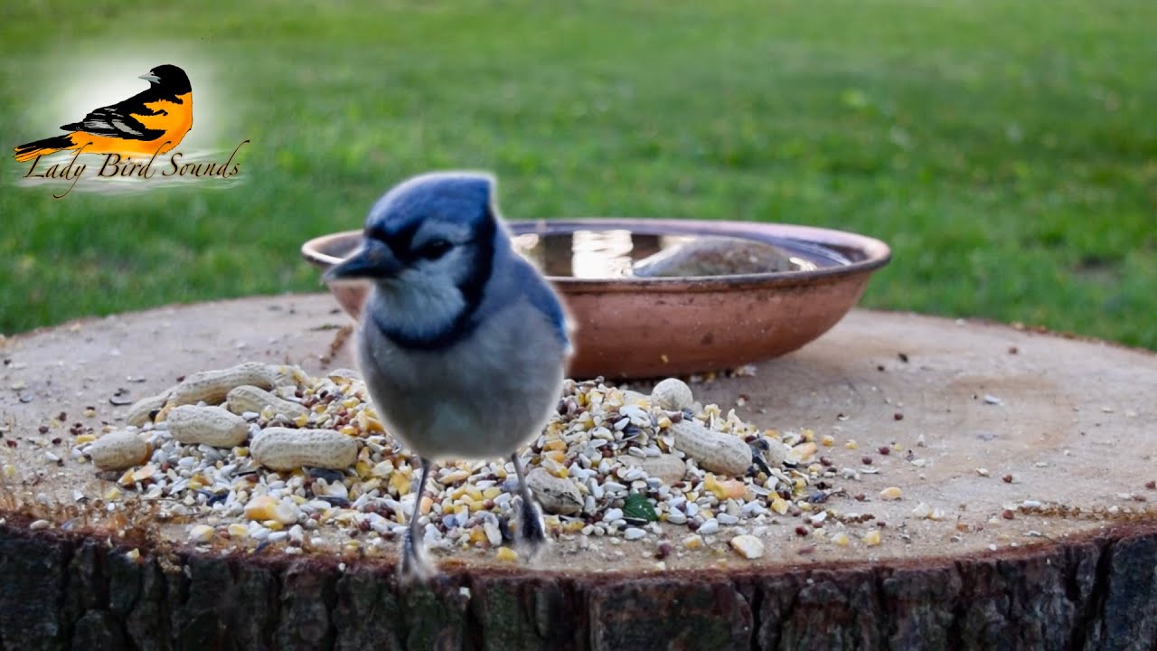 Cat TV - Mama Squirrel Sneaks in for a Peanut, Blue Jays, More House Finches and More!