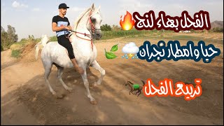 # فلوق (34) ركوب وحرارت الفحل بهاء لنج | في وادي نجران🌧