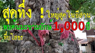 สุดทึ่ง  พบต้นมะขามยักษ์ อายุ 1,000 ปี ที่ยโสธร