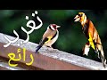 مقطع صغير من تغريد طائر الحسون | un extrait de chant chardonneret