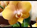Свежие орхидеи в Леруа Мерлен ... Биг липы в микс ... Лиодоро на уценке .. Леруа удивляет и радует)