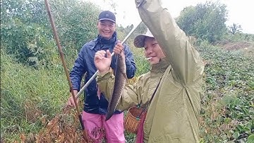 Câu cá rô đồng, cá thác lác. đi câu ngày mưa bão, tranh thủ bào được nhiu hay nhiêu.
