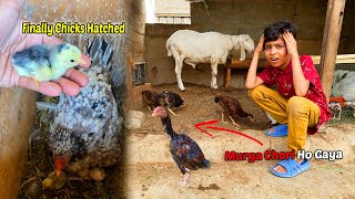 Setup Say Murga Chori Ho Gaya | Finally Lela Kay Chicks Hatched Ho Gay | The Pets Men