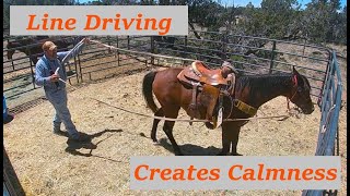 The Benefits Of Line Driving Your Horse by High Desert Homestead 323 views 11 months ago 14 minutes, 57 seconds