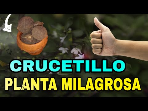 ✔️ Beneficios Del Crucetillo | Para Que Enfermedades Sirve El Crucetillo 💠