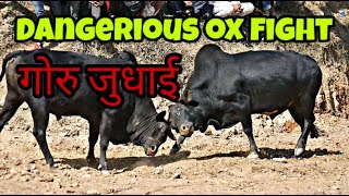 DANGERIOUS OX FIGHT IN NEPAL...नेपालमै गोरु जुधाई हेर्न पर्यटक देखि स्थानीयको घुइचो ||