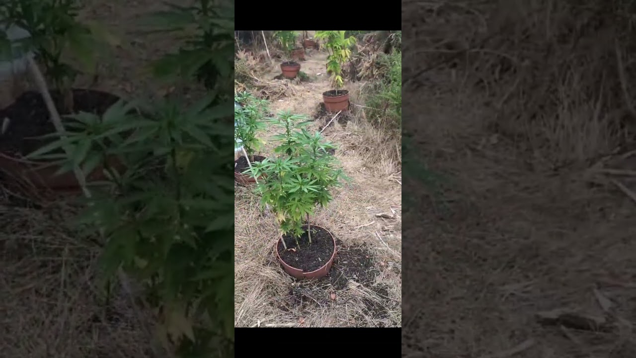 Durban poison guerilla grow 2025