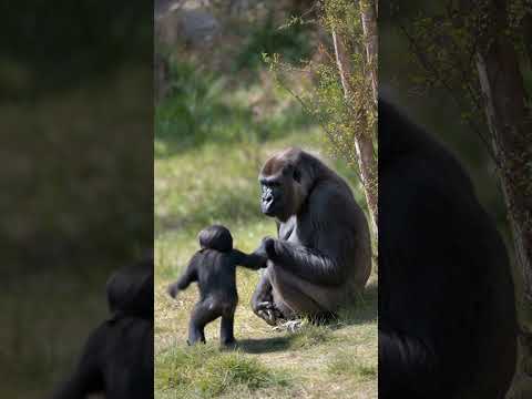 Playful Baby Gorilla vs Unbothered Mom 장난꾸러기 새끼 고릴라와 무심한 엄마 고릴라