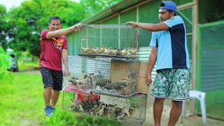 Amazing Method in Raising Native Chickens - A potential business than any other farming endeavors