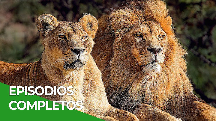 Reyes de Ruaha: La Vida de los Leones, Todos los Episodios | Free Documentary Nature - Español