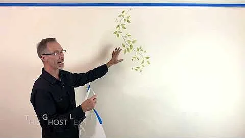 Criação de um design encantador de clematis em uma parede