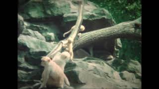Frankfurter Zoo und Wäldchestag (1980)
