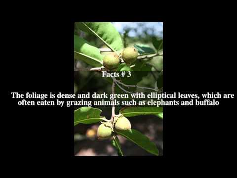 Diospyros mespiliformis Top # 5 Facts