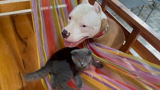 Cutest Hammock Nap Ever with a Dog and Cat! #doglove #pitbull #doglife #kitty #cute #bestfriend#pet