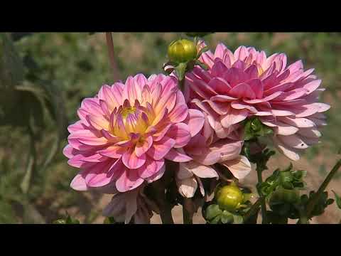 Vidéo: Pulkovo Flowers Est Le Plus Grand Producteur Industriel De Produits Floraux Du Nord-Ouest
