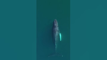 Amazing drone capture of a Whale 🐳 #15 | Drone Video