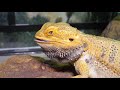 BEARDED DRAGON HAS LIQUID URATES? WHAT CAN YOU DO ABOUT WATERY PEE?