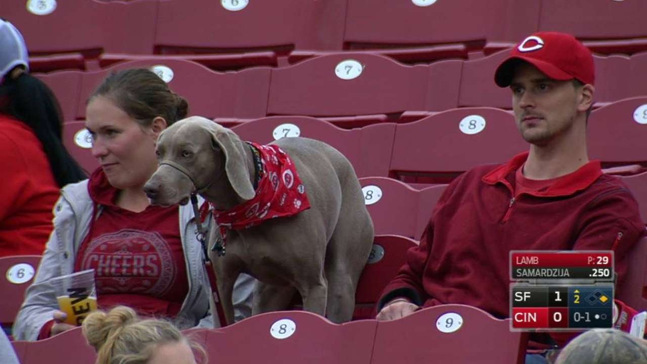 SF@CIN: Reds fans bring dogs to Bark in the Park 