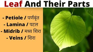 Leaf ( पत्ती ) | Parts of Leaf : Petiole, Lamina, Midrib, Veins || Basic Idea