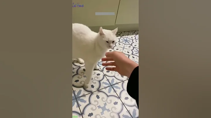 Video 6049191: cute cats cathouse, funny cat