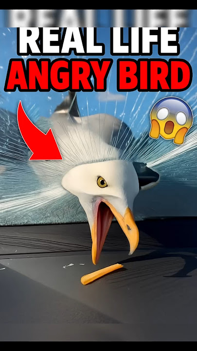 Real Life Angry Bird 😲