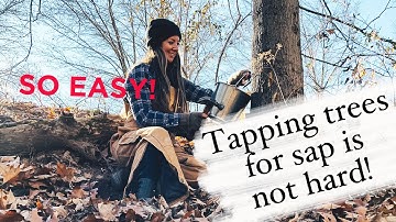 Maple Syrup Tree Tapping Is Not Hard! Watch to see how easy it is! Homesteading made simple.