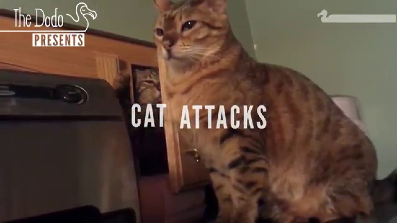 Top 10 Most Incredible Big Cat Attacks Youtube vrogue.co