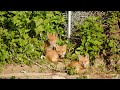 Backyard Fox (Live)  #redfox, #nature, #animals, #UrbanAnimals, #FoxSightings, #Wildlife