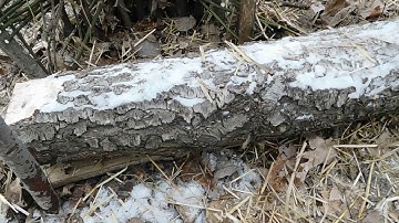 siberian deadfall w/banded figure 4 trigger