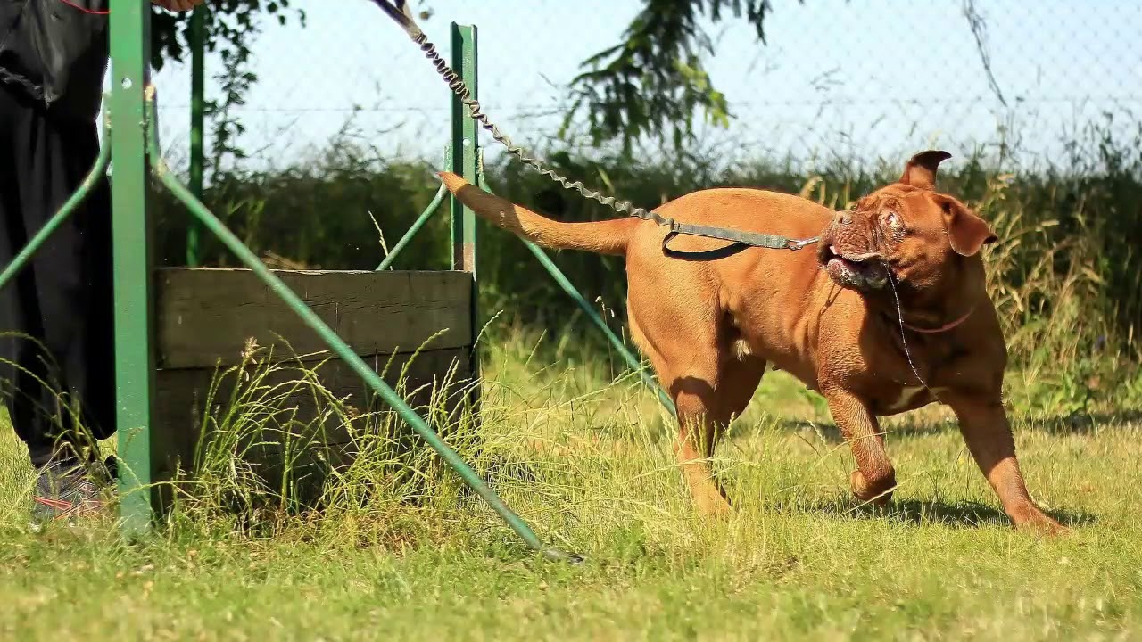 Dog Training Newcastle YouTube