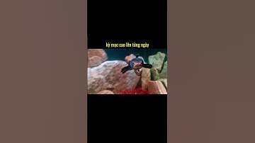 CÁ LÓC TIỂU HOÀNG ĐẾ