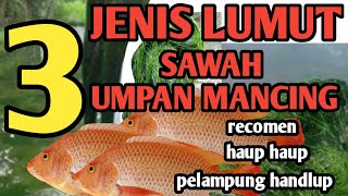 jenis lumut yang disukai ikan nila