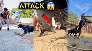 ROTTWEILER Dog Mil GyaEUROPEAN DOBERMAN Ne Duck Pr Attack Krdiya